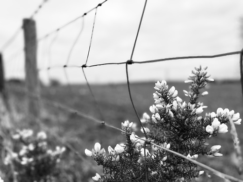 A gorse plant against a wire fence