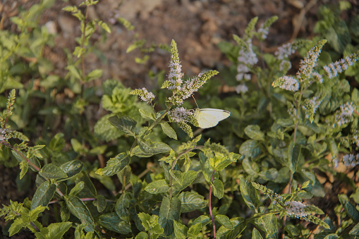 White Butterfly in Nature of Tehran City