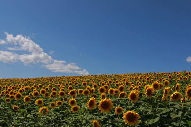 istock incredibly beautiful sunflowers in the field 1582627883