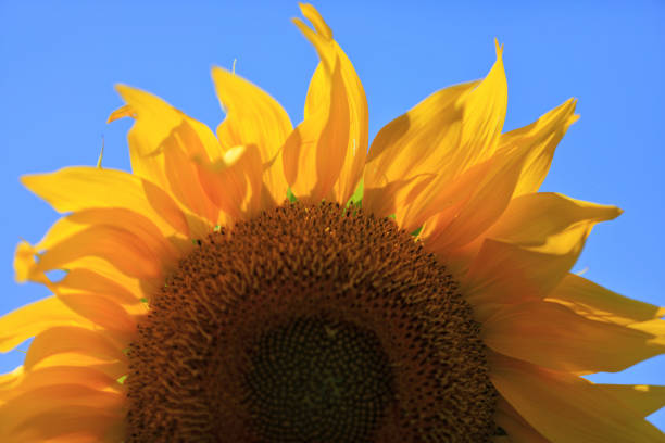 sunflower field