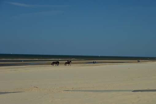 A flock of horses walking along a vast expanse of beach sand