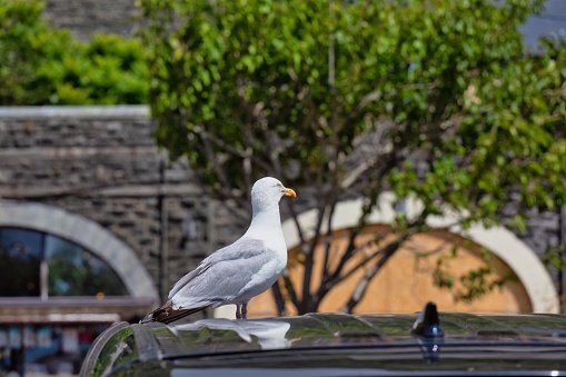 seagull on the car roof in Barmouth, UK