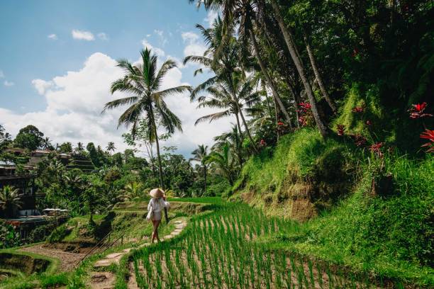 istock Woman enjoying Bali rice fields 1582629020