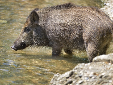 A wild boar is seen wading through a river surrounded by natural rock formations