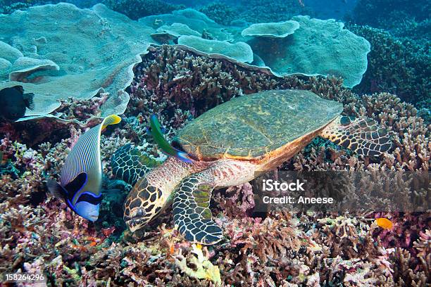 Hawksbill Sea Turtle Eretmochelys Imbricata - ウミガメのストックフォトや画像を多数ご用意 - ウミガメ, エンゼルフィッシュ, タイマイ