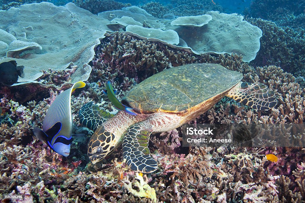 Hawksbill turtle (Eretmochelys imbricata) - Стоковые фото Ангел-император роялти-фри