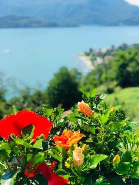 istock Summer Red flowers with Lake Como in tue background 1582645908