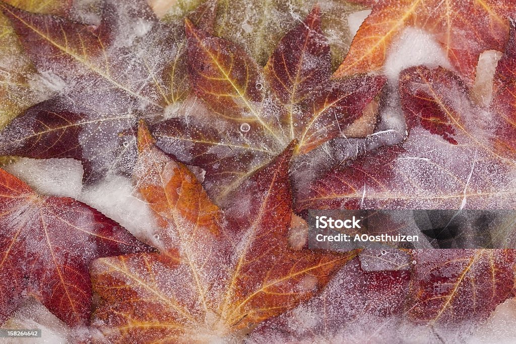 Frozen autumn leaves Frozen autumn leaves creating an ice cold feeling Autumn Stock Photo