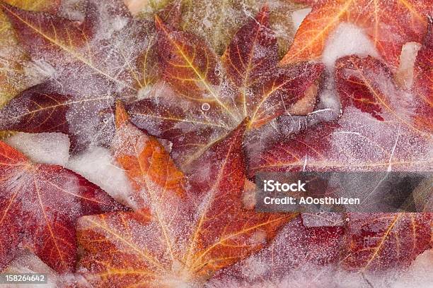 Frozen Autumn Leaves Stock Photo - Download Image Now - Autumn, Beauty In Nature, Brown