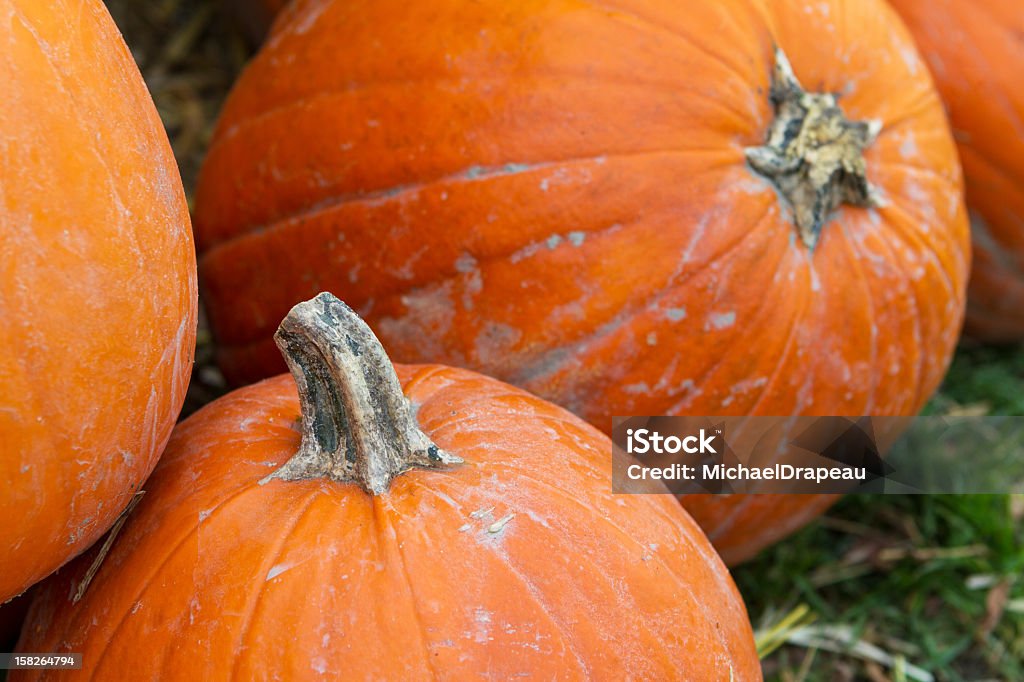 Pumpkins Pumpkins. Agriculture Stock Photo