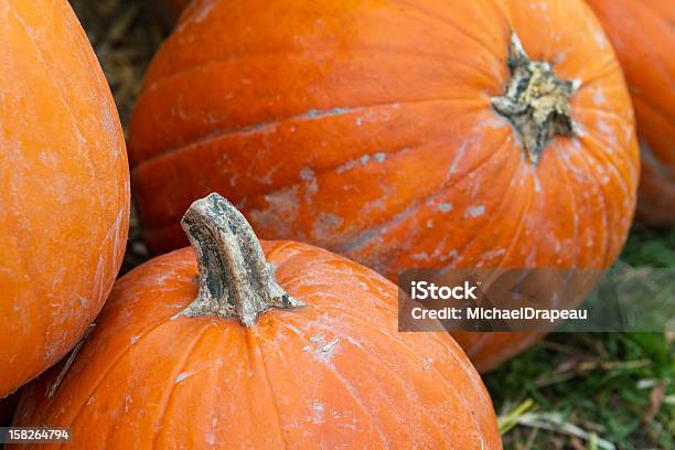 Pumpkins Stock Photo - Download Image Now - Agriculture, Crop - Plant, Grass