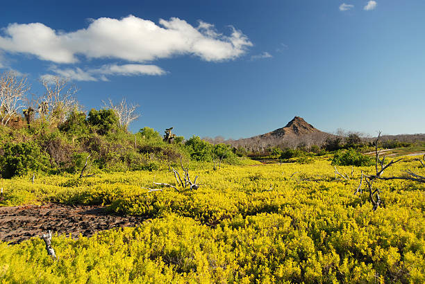 Cerro Dragon, Santa Cruz Cerro Dragon (Dragon Hill) on Santa Cruz in the Galapagos Islands, Ecuador. santa cruz island galapagos islands stock pictures, royalty-free photos & images