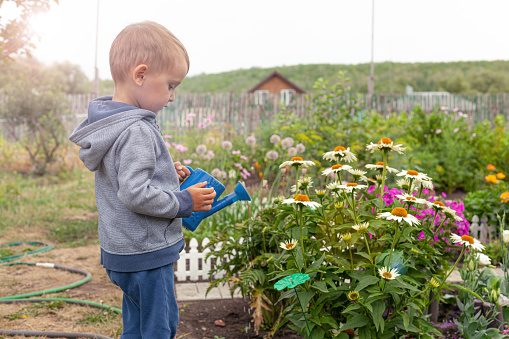 Cute little boy watering flowers with a baby watering can in the garden. Summer outdoor activity for children.