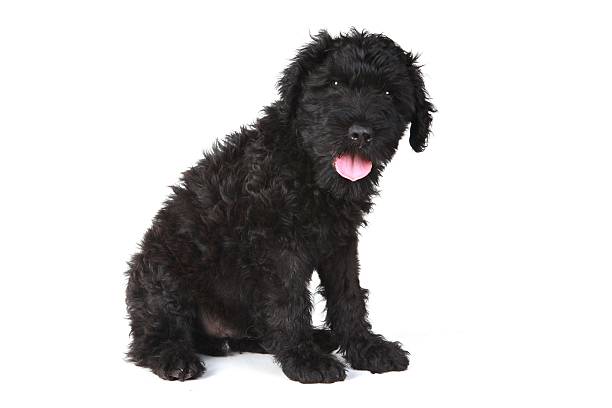 istock Sideways Black Russian Terrier Puppy Dog 158266568