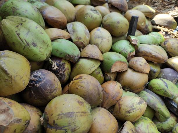 istock stacks of coconut shells neatly arranged 1582667111