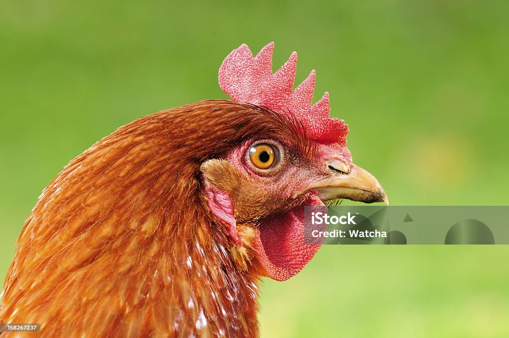 Poulet roux - Photo de Animaux domestiques libre de droits