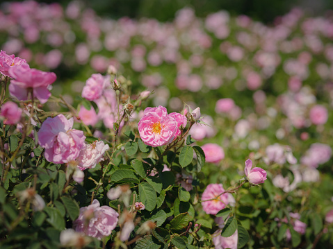 Pink roses in a garden.