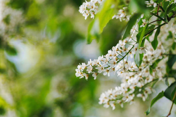 istock Blooming apple tree branches with white flowers and green leaves on blue sky background 1582682849