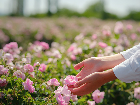 woman picking roses in Field of Damascena roses in sunny summer day . Rose petals harvest for rose oil perfume production. village Guneykent in Isparta region, Turkey a real paradise for eco-tourism.