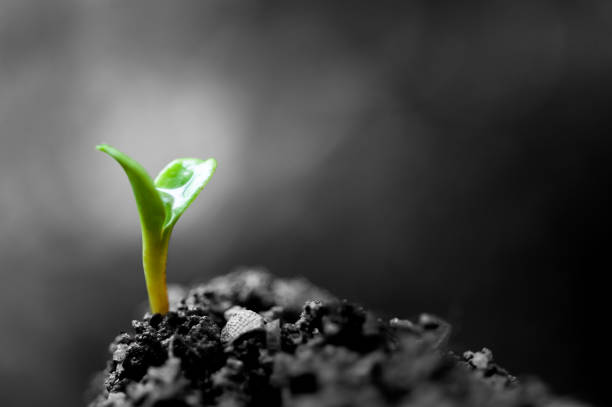 istock Small plant growing from soil in the garden 1582688749