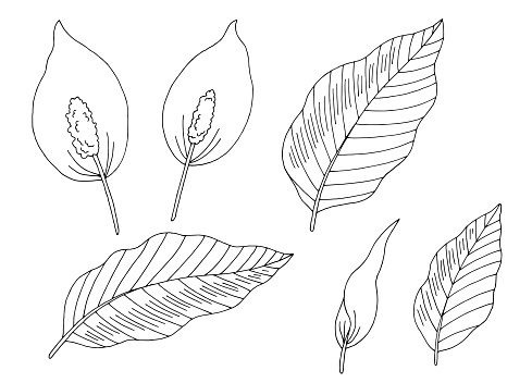 Spathiphyllum flower set graphic black white isolated sketch illustration vector