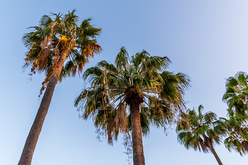 Palm trees on the Isla de la Gomera, Canary Islands.