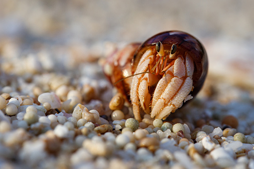 Hermit crab on sandy beach with sunrise and soft wave