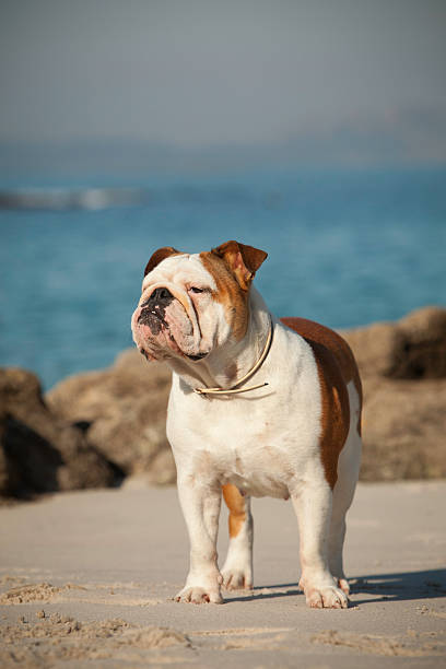 istock Bulldog at the bach 158269441