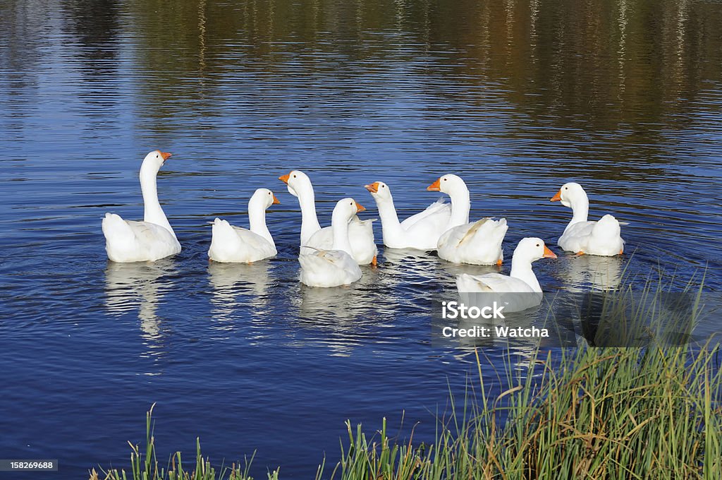 Oies domestiques multitude de nager dans l'étang - Photo de Animaux domestiques libre de droits