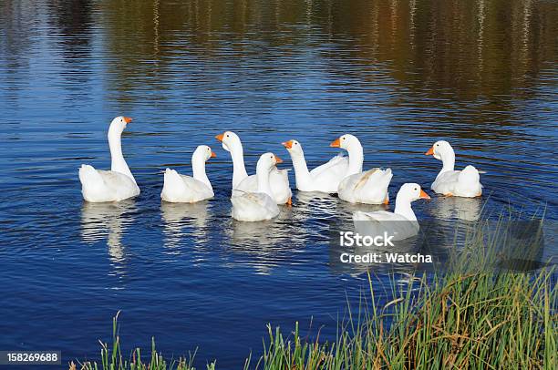 Photo libre de droit de Oies Domestiques Multitude De Nager Dans Létang banque d'images et plus d'images libres de droit de Animaux domestiques - Animaux domestiques, Eau, Faune