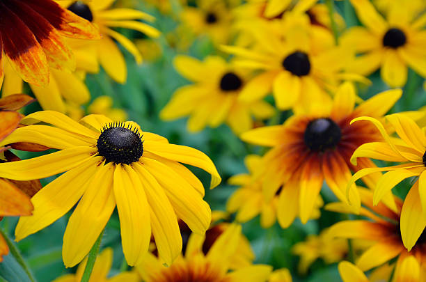 istock Rudbeckia flowers 158269974