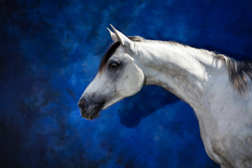 white horse portrait in studio