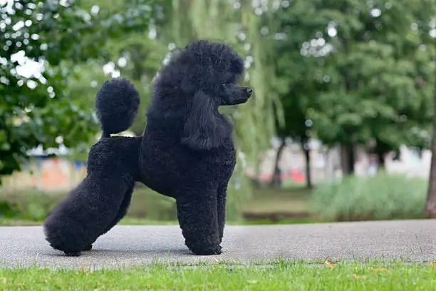 Photo of medium size poodle