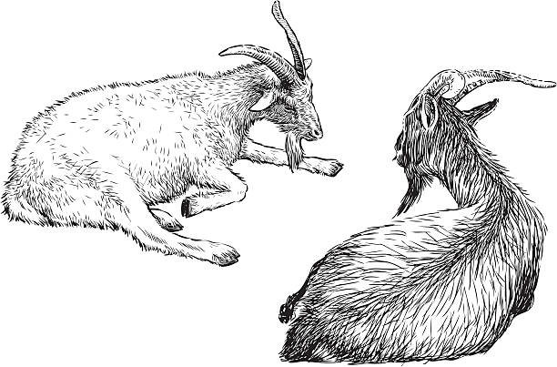 2 つのヤギ - goat shaggy animal mammal点のイラスト素材／クリップアート素材／マンガ素材／アイコン素材