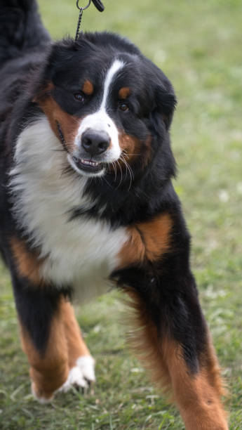 istock Bernese Mountain Dog striding towards  camera 1582721270