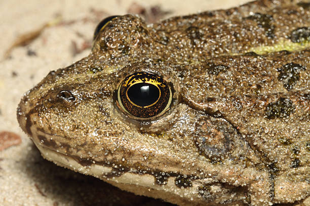 Head of a frog close up (macro) stock photo