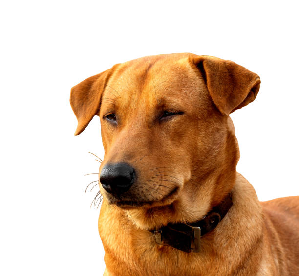 istock Red male dog  isolated  white background for both printing and web pages with cut path and alpha channel 1582730800