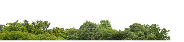 istock Green Trees isolated on white background. are Forest and foliage in summer for both printing and web pages with cut path and alpha channel 1582732438
