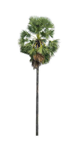 istock single sugar palm isolated on white background. 1582733338