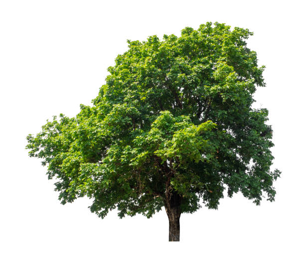 istock Tree that are isolated on a white background are suitable for both printing and web pages 1582734107
