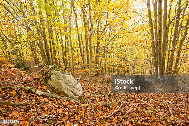 Montseny Natural Park Stockfoto und mehr Bilder von Baum - Baum, Berg, Blatt - Pflanzenbestandteile
