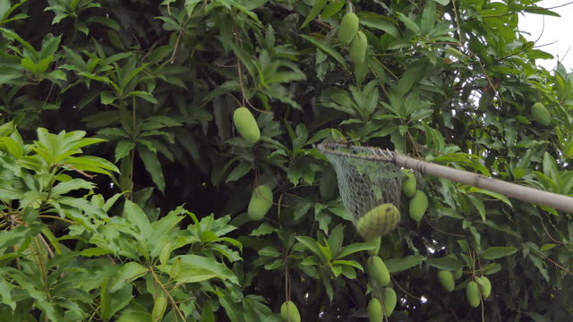 Harvesting mango in organic vegetable garden.