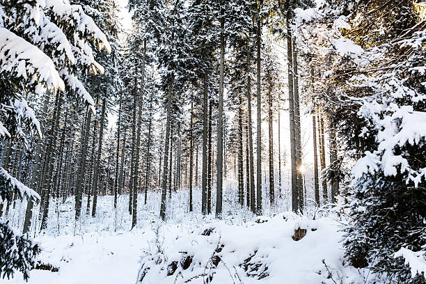 istock Winter sunrise in mountain forest 158274108