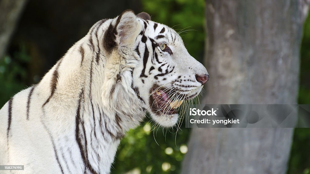 Tigre blanc - Photo de Admirer le paysage libre de droits