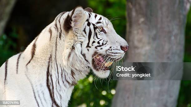 Tigre Bianca - Fotografie stock e altre immagini di Albino - Albino, Allerta, Animale