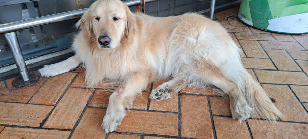 istock Dog breed Golden Sondika docile animal 1582742217