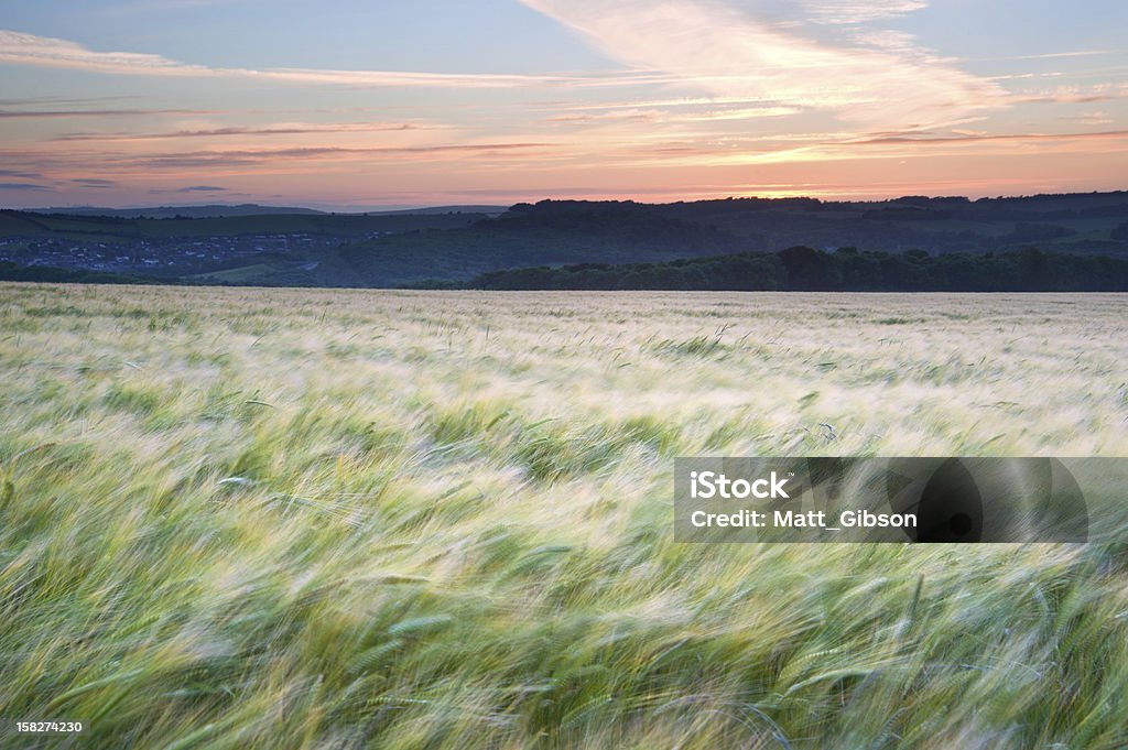 Campo de flor Soplando en el viento durante el verano hermoso paisaje de la puesta del sol - Foto de stock de Agricultura libre de derechos