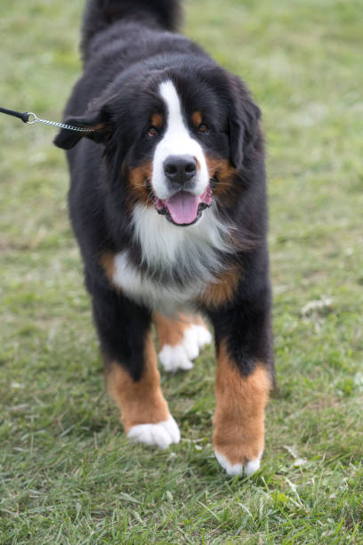 istock Bernese Mountain Dog facing camera mouth open and tongue out 1582748877