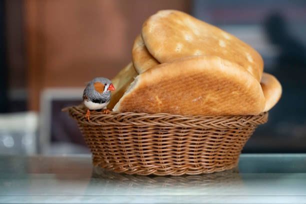 View of a colorful bird on a bread basket
