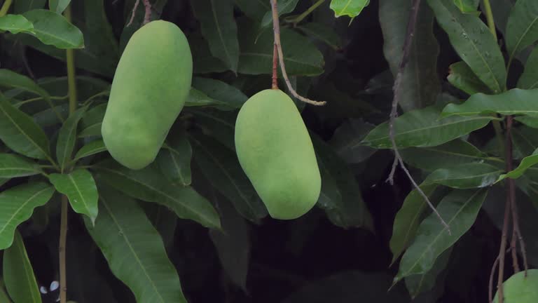 Harvesting mango in organic vegetable garden.